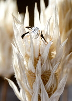 Michelle-Justin-Details-010