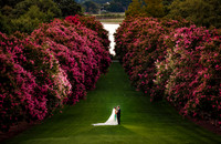 Weddings & Engagements